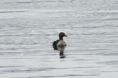 Somateria spectabilis