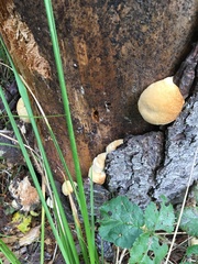 Climacocystis borealis