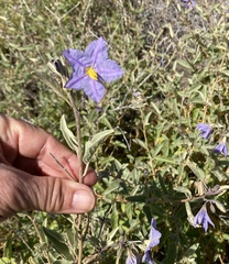 Solanum hindsianum