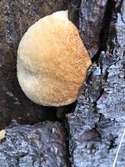 Climacocystis borealis