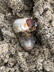 Pericoptus truncatus