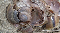 Helminthoglypta