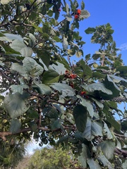 Cordia sebestena