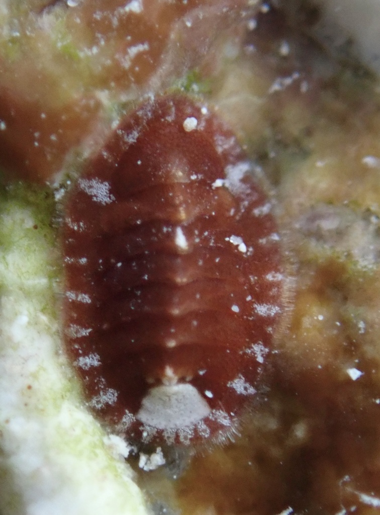 Caribbean Red Chiton