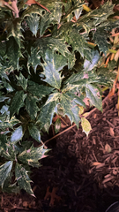 Osmanthus heterophyllus