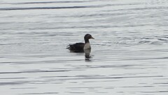 Somateria spectabilis