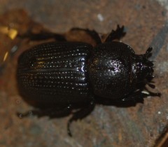 Phileurini