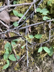 Chiloglottis gunnii