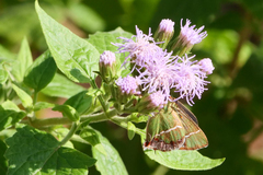 Chlorostrymon simaethis