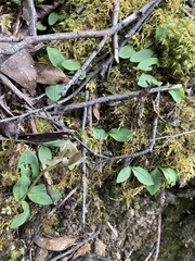 Chiloglottis gunnii