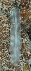 Prosthiostomum