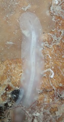 Prosthiostomum