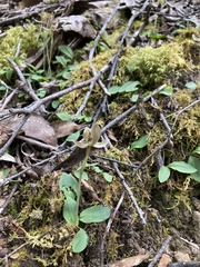 Chiloglottis gunnii