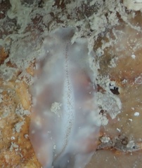 Prosthiostomum