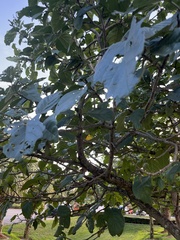 Mallotus claoxyloides