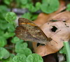 Heteronympha mirifica