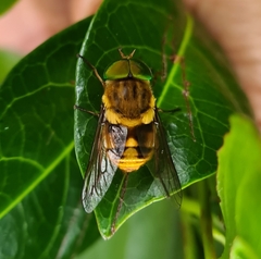 Scaptia auriflua