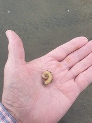 Spirula spirula