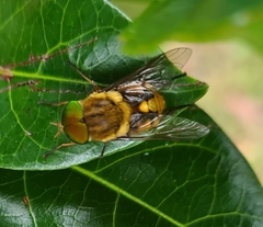 Scaptia auriflua