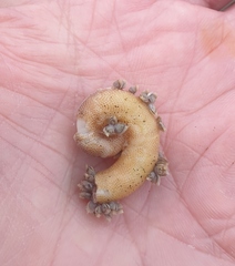 Spirula spirula