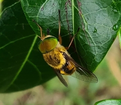 Scaptia auriflua