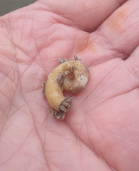 Spirula spirula
