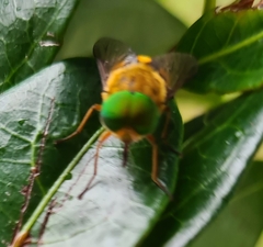 Scaptia auriflua