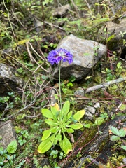 Primula glomerata