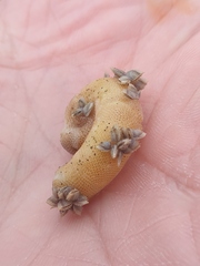 Spirula spirula