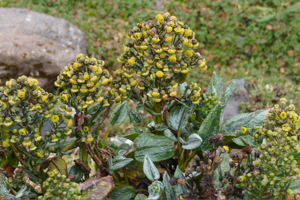 Aetheolaena mojandensis
