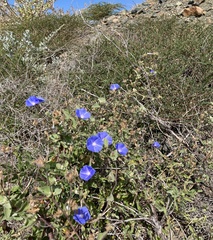 Jacquemontia abutiloides