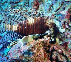 Pterois miles