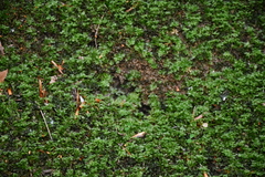 Plagiomnium cuspidatum