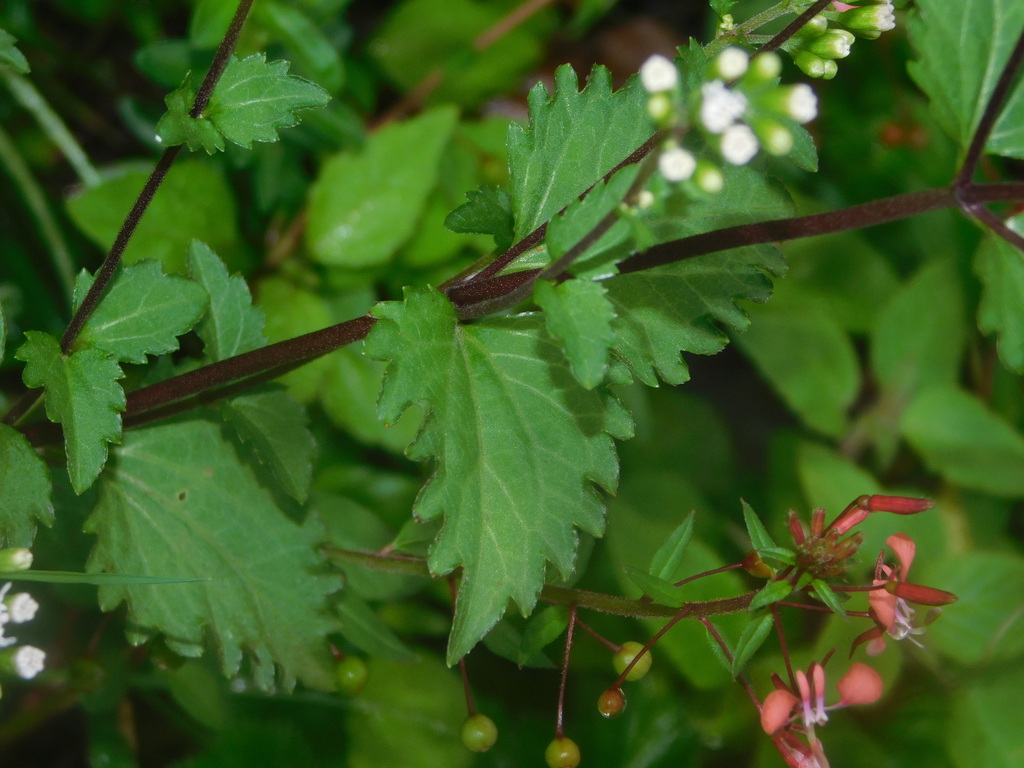 Ageratina chazaroana