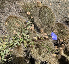 Jacquemontia abutiloides