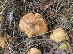 Agaricomycetidae