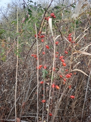 Rosa canina