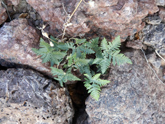 Notholaena standleyi