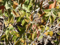 Croton sonorae