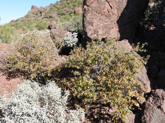 Croton sonorae