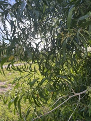 Juliflorae