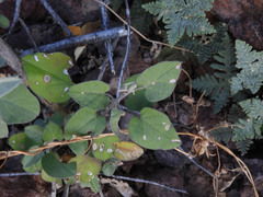 Dicliptera resupinata