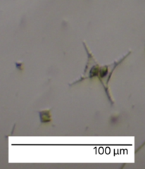 Charophyta
