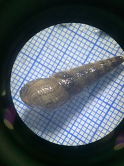 Melanoides tuberculata