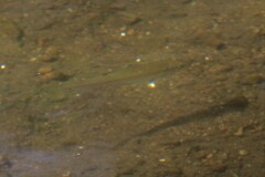 Cyprinella spiloptera