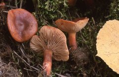 Lactarius neotabidus