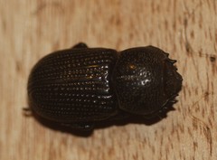 Phileurini