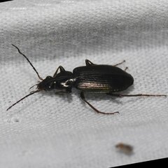 Agonum