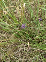 Caesia calliantha