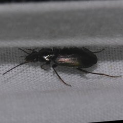 Agonum